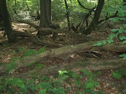 Naturwald Herrenholz