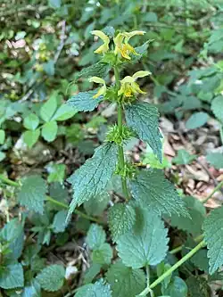 Goldnessel (Lamium galeobdolon)