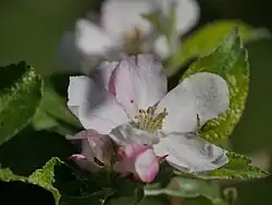 Einzelblüte