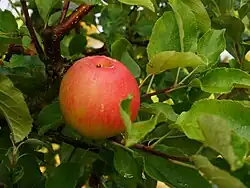 Frucht im Baum