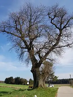 Nach Astbruch von Norden (2021)