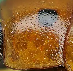 Abb. 6: Feine Punktierung Gonioctena fornicata