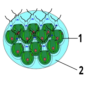 Bau der Grünalge Gonium 1. chlamydomonas- ähnliche Zelle 2. Gallerte