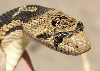 Detailansicht des Kopfes