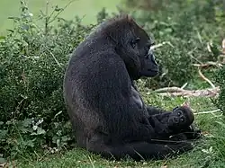 Westlicher Gorilla (Gorilla gorilla) mit Jungtier