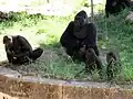 Gorillas