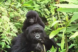 Gorillamutter mit Baby im Vulkan-Nationalpark