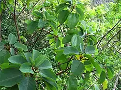 Zweige und Laubblätter von Gouania meyenii