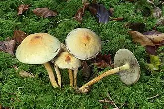 Grünblättriger Schwefelkopf (Hypholoma fasciculare)