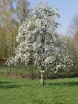 Ganzer Baum in Blüte