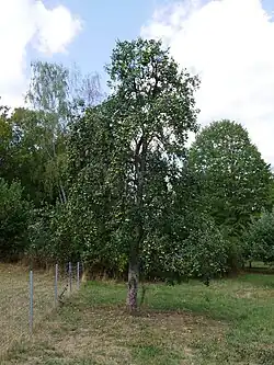 Ganzer Baum mit Früchten