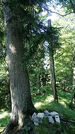 am Gipfelkamm des Grünecks