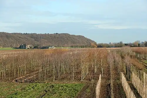 Der Grebbeberg von Südwesten aus gesehen