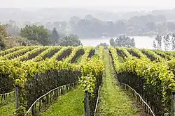 Weinbau in Schleswig-Holstein bei der Grebiner Mühle