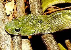 Kopf der Grünen Kielrückenwassernatter