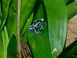 Goldbaumsteiger (Dendrobates auratus)