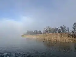 Schilfufer bei Greifensee