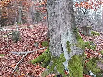 Grenzsteine auf der Kuppe der Mönchskappe