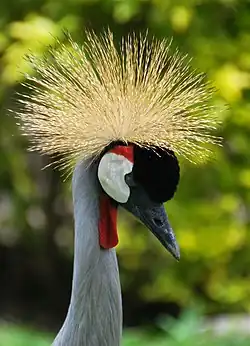 Kopf eines Kranichs mit auffällig strahlenartig abstehender, strohfarbener Federkrone