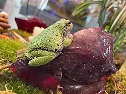 Dryophytes versicolor