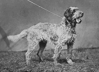 Griffon à Poil Laineux, Bouletgriffon (†)