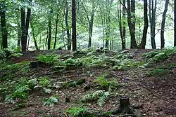 Großsteingrab Drangstedt 1