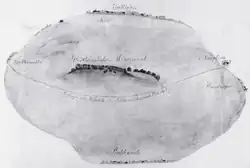 Großsteingrab Wallhöfen 1