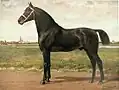 Groninger gemalt von Otto Eerelman im Jahr 1898, aus dem Paardenrassen Kunstalbum