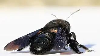 Ansicht von schräg rechts hinten mit Einblick in Krypten des Metathorax voller offenbar phoretischer Milben-Nymphen