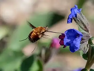 Großer Wollschweber (Bombylius major) im Flug