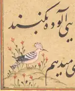 Wiedehopf auf Fol. 64r