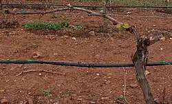 Geschnittener Rebstock.