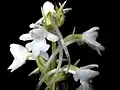 Weißblühende Form Gymnadenia conopsea var. alba