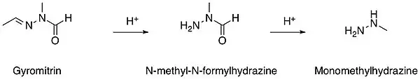 Metabolisierung von Gyromitrin
