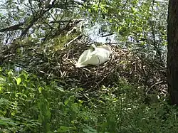 Brütender Höckerschwan am Vorbecken des Sees