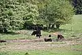 Naturnahe Beweidung durch Rinder