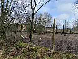 Hühnerhaltung – Höhe 2