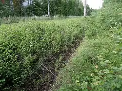 Hülzlgraben am Quellgebiet