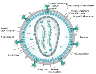 HIV-Virion