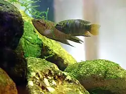 Macropodus hongkongensis