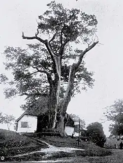 Nach Blitzschlag 1907