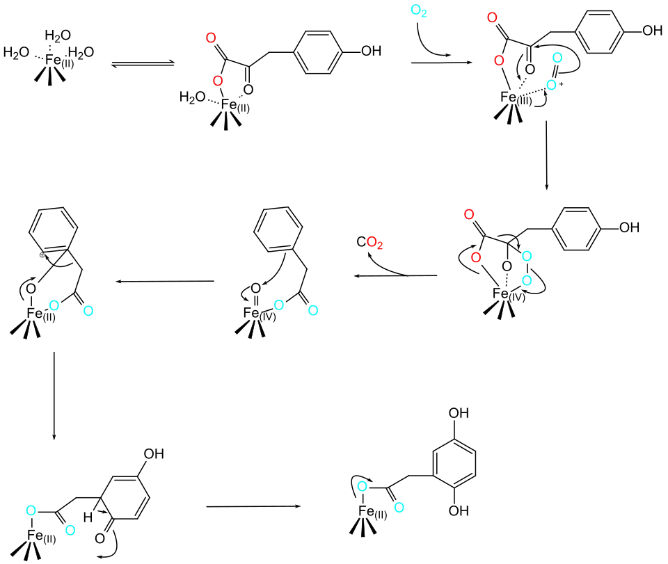 Der vorgeschlagene Reaktionsmechanismus (in der mittleren Reihe fehlt die 4-Hydroxygruppe)