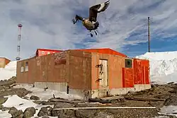 Holzgebäude, bekannt unter der Bezeichnung „Marret-Station“ auf der Pétrel-Insel, Adélieland, in dem 1952 –&nbsp;nach dem Feuer auf der Port-Martin-Station&nbsp;– sieben Männer unter der Leitung von Mario Marret überwinterten.