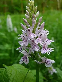 Geflecktes Knabenkraut (Dactylorhiza maculata ssp. fuchsii)