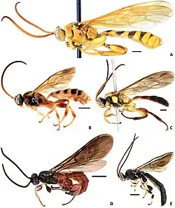 Habitus verschiedener Schlupfwespen der Unterfamilie Metopiinae