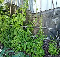 Hablitzia tamnoides (Spinatranke, Kaukasischer Rankspinat)