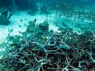 Gruppe Goldstreifen-Grunzers mit Weißen Grunzern