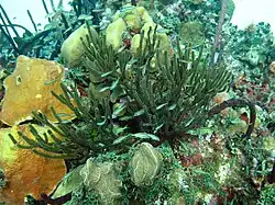 Gruppe juveniler Grauflossen-Grunzer in der Gorgonie Plexaura homomalla