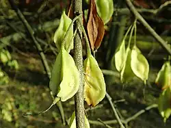 Schneeglöckchenbaum (junge Früchte)