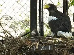 Riesenseeadler mit Jungvogel